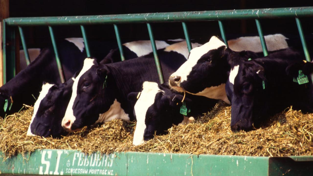 NY Plans to Limit Dairy Cows — But Farmers Say It Could Crush Their Future