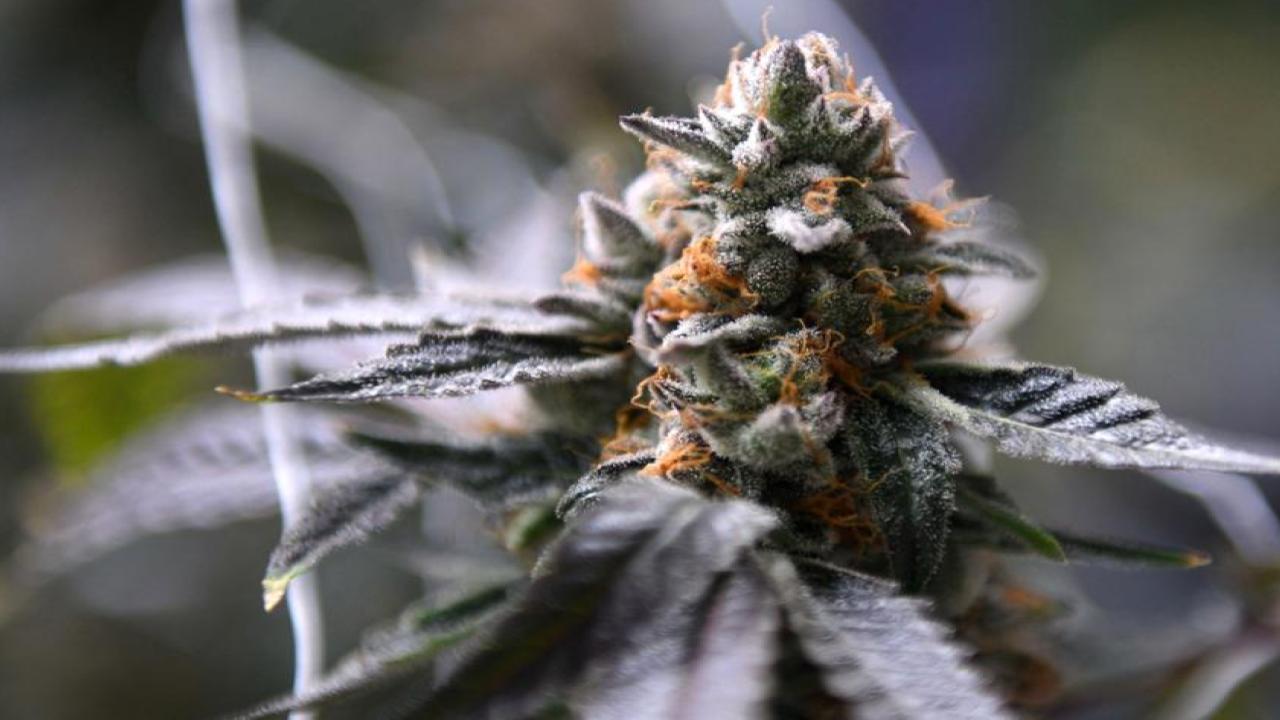 Texas Just Expanded Medical Marijuana Access – How This Game-Changing Move Will Affect You