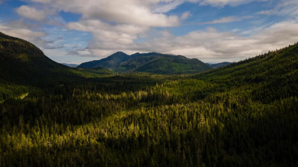 Trump Administration to Strip Protections from 58 Million Acres of National Forests – What This Means for the Environment 1 Trump Administration to Strip Protections from 58 Million Acres of National Forests – What This Means for the Environment