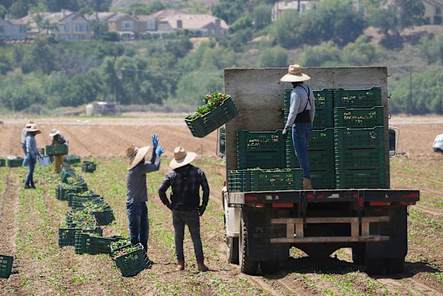 Trump Halts ICE Raids: Which Industries Just Gained an Unexpected Lifeline? 2 Trump directs ICE to pause raids against certain industries