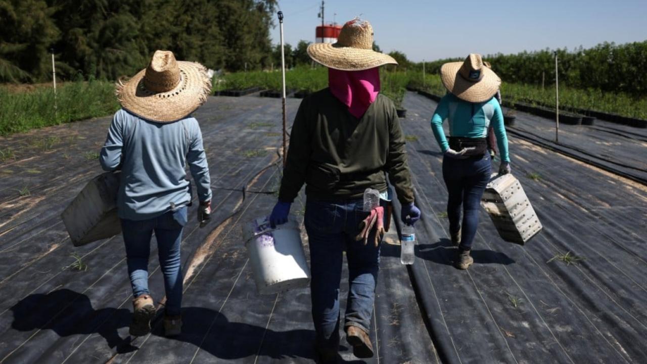 ICE Raids on US Farms: How Unchecked Deportations Are Causing Crops to Rot and Farmers to Struggle