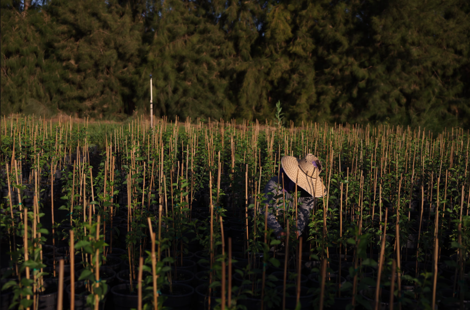 ICE Raids on US Farms: How Unchecked Deportations Are Causing Crops to Rot and Farmers to Struggle 2 ICE Raids on US Farms Leaves Crops Rotting