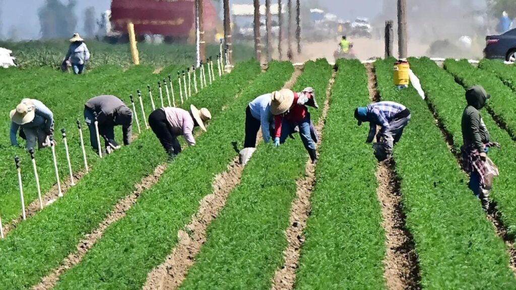 Trump Floats 'Temporary Pass' for Undocumented Workers in Farms and Hotels 